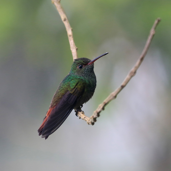 Rufous-tailed Hummingbird